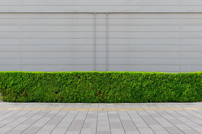 Plants growing by footpath against wall in city