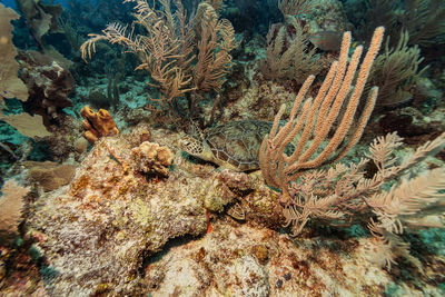 Close-up of coral in sea