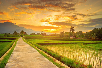 Beautiful scenery in the morning, beautiful village nature in indonesia