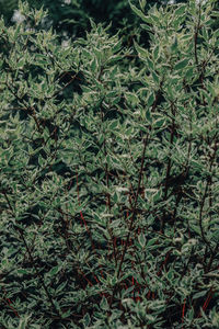 Full frame shot of plants growing on field