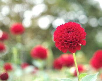 Close-up of red flowering plant in park