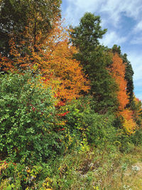 Trees and plants in forest during autumn