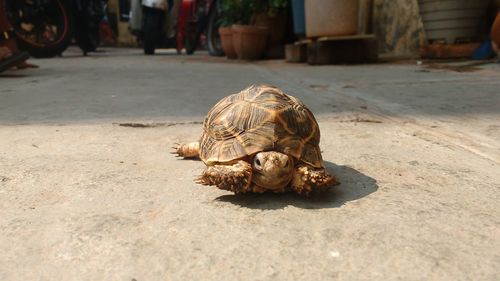 Close-up of tortoise on ground