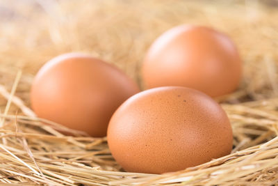 Close-up of eggs in nest