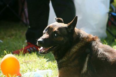 Close-up of dog