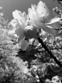 Close-up of white flowers