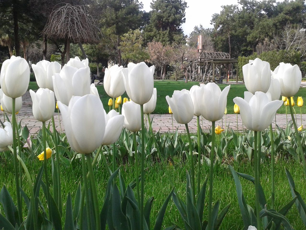 White tulip growing in park