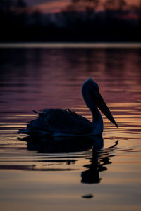 Pelicans swimming in lake