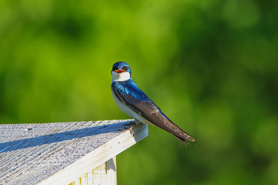 Close-up of bird perching on wood