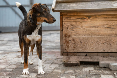 Dog waiting for adoption in animal shelter. homeless dog in the shelter. stray animals concept.