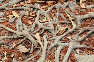 Close-up high angle view of roots