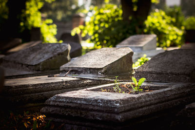 Plants on concrete grave at cemetery