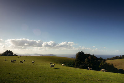 View of sheep grazing on field against sky