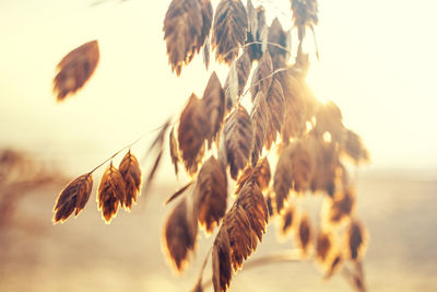 Close-up of plant against sky