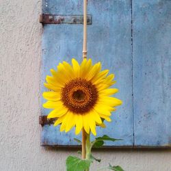 Close-up of sunflower