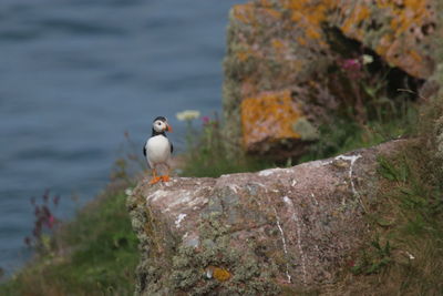Puffin north east of scotland