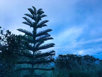 Low angle view of tree against blue sky