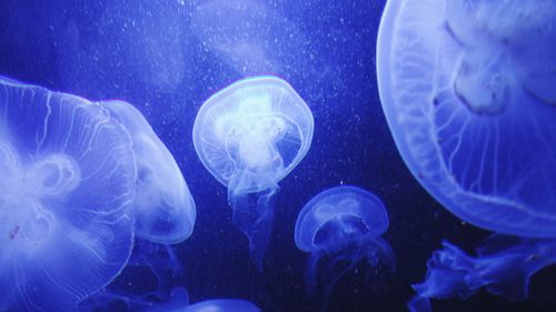 Close-up of jellyfish swimming in water