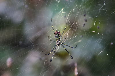 Close-up of spider and web