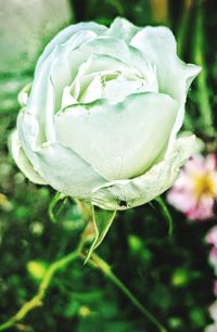 Close-up of white rose