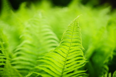 Close-up of fern leaf