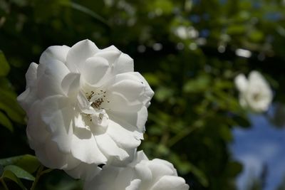 Close-up of flower against blurred background