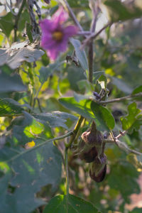 Close-up of insect on flower