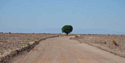 Scenic view of tree against clear blue sky