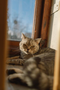 Portrait of a beautiful cat. cute cat portrait. happy pet.