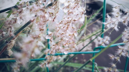 Close-up of flower plant