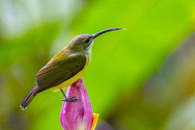 Close-up of bird perching on leaf