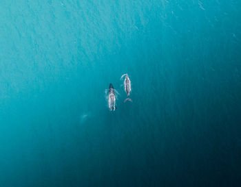 High angle view of jellyfish in sea