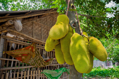 Low angle view of yellow bird hanging on tree