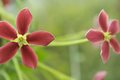 Close-up of pink flowering plant