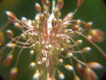 Close-up of flower buds