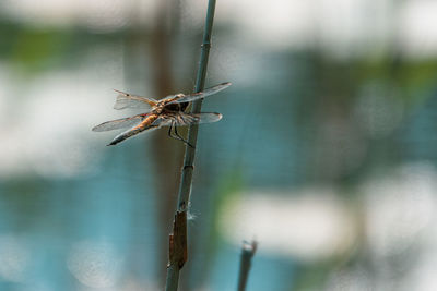 Close-up of wilted plant