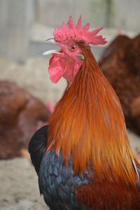 Close-up of rooster