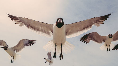 Low angle view of seagulls flying against sky
