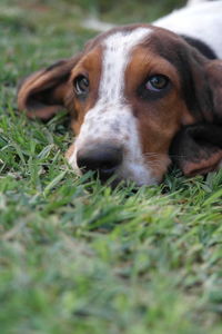 Close-up portrait of dog