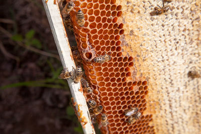 Close-up of bee on honeycomb