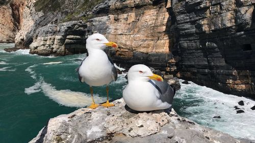 Seagull perching on rock