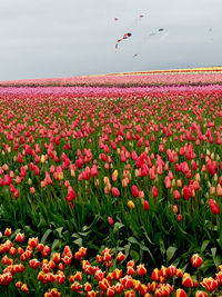 Tulip flowers blooming in field