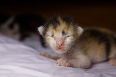 Close-up of kitten on bed