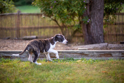 Side view of a dog looking away