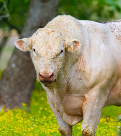 Cow standing in a field