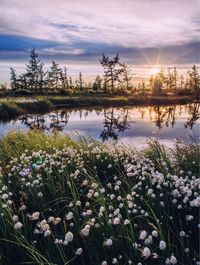 Plants growing by lake against sky during sunset