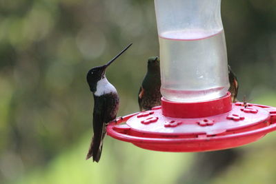 Close-up of bird perching on feeder