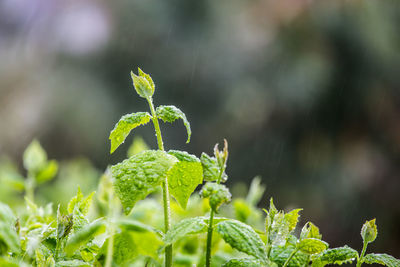 Close-up of plant