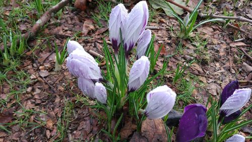 High angle view of crocus blooming on field