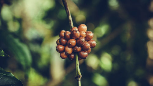 Close-up of plant against blurred background